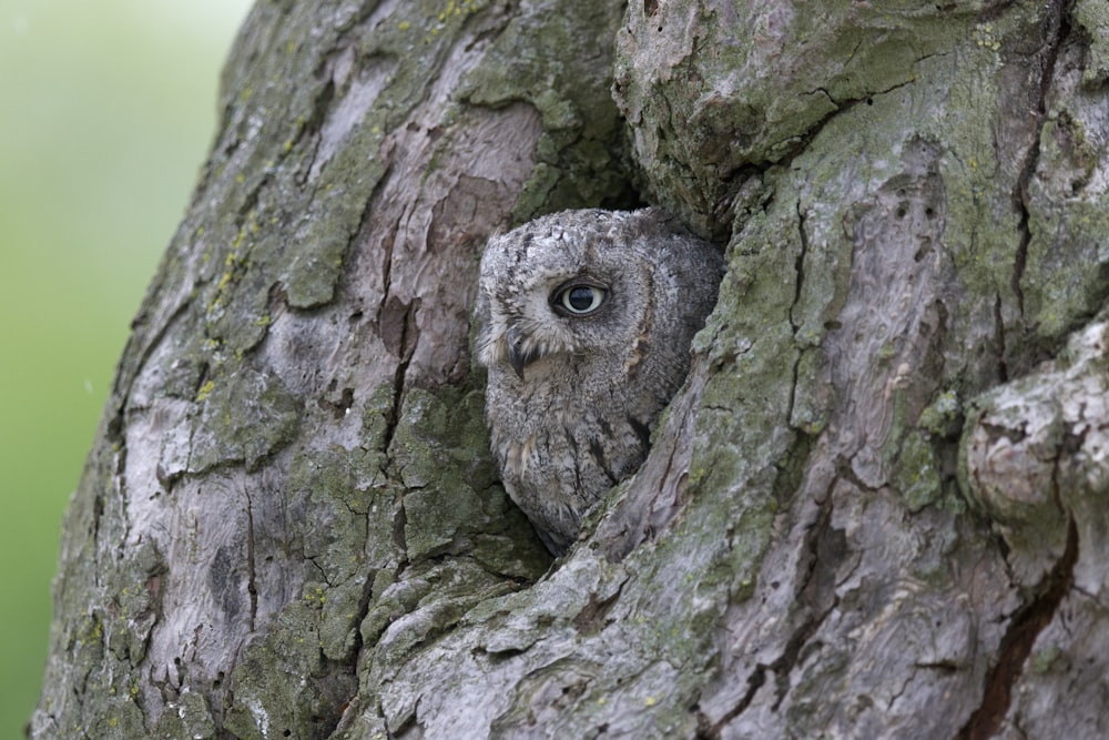 an owl is peeking out of a hole in a tree