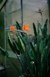 a plant with orange flowers in a greenhouse