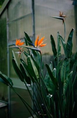 a plant with orange flowers in a greenhouse