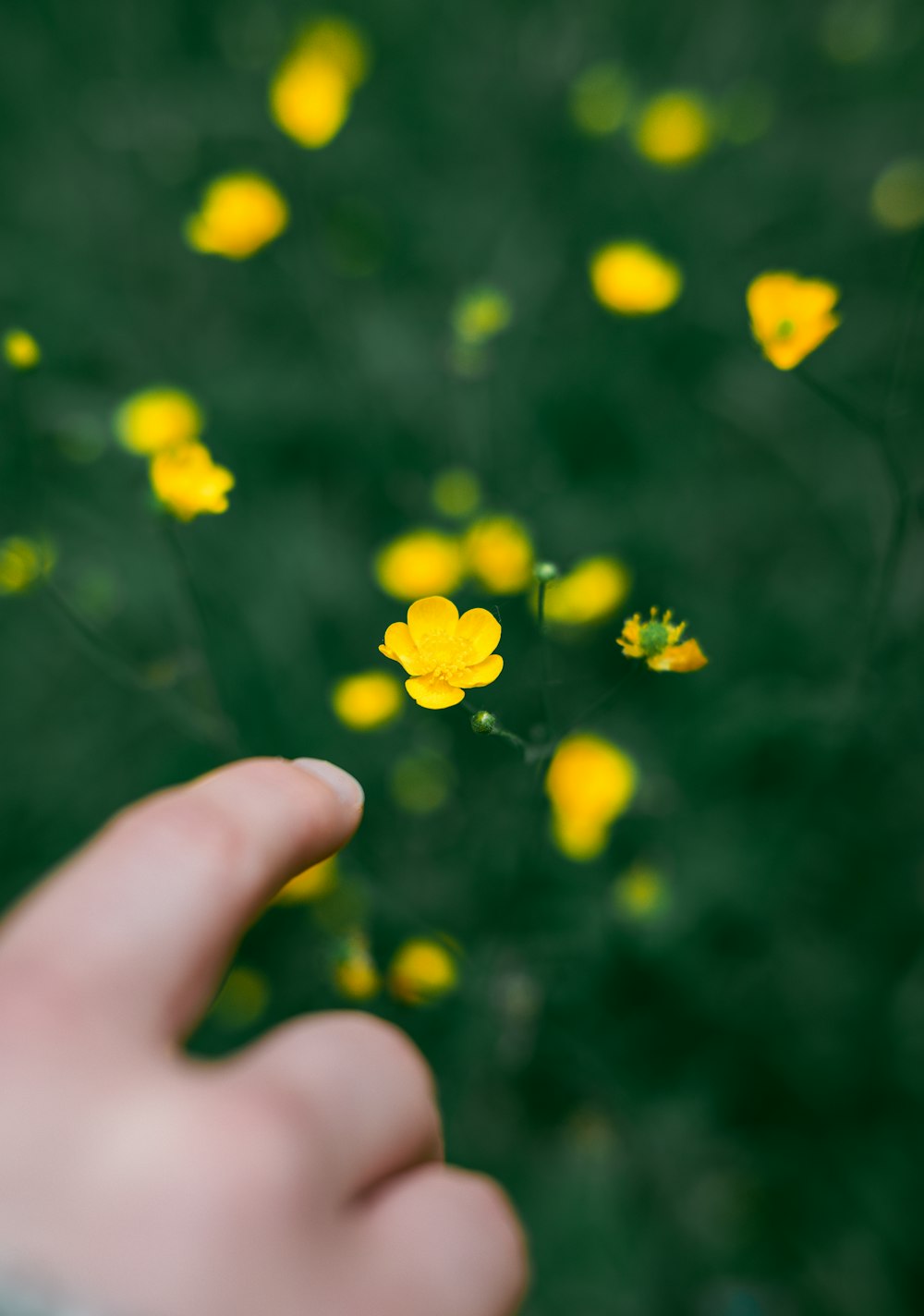 a hand reaching for a yellow flower in a field