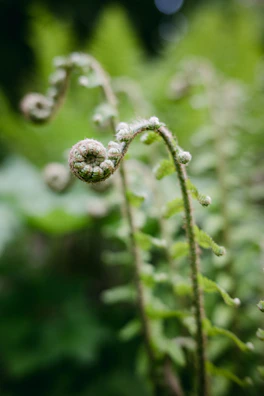 Macro shot of delicate green ferns unfurling against a blurred green backdrop.