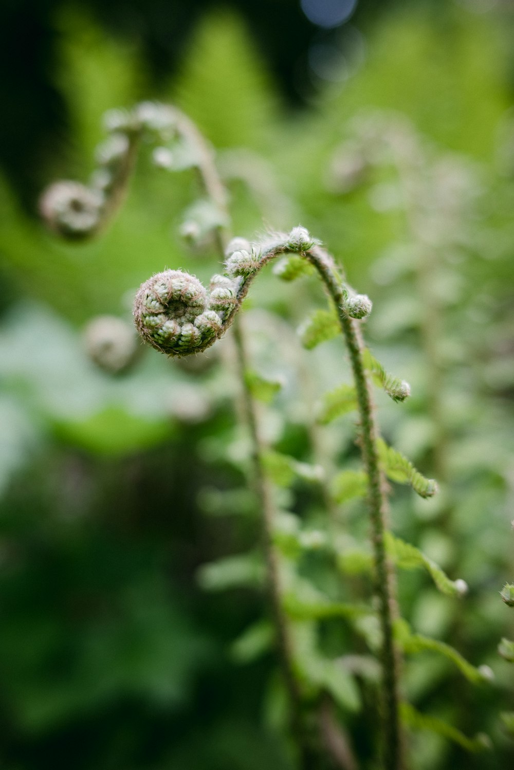 a close up of a plant with leaves