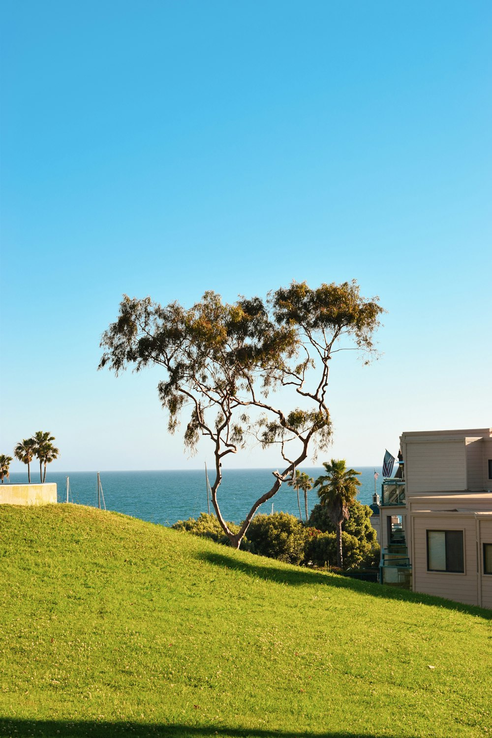 a lone tree on a grassy hill overlooking the ocean