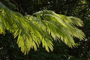 Sunlight filtering through the leaves of a rare tropical fern