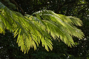 Sunlight filtering through delicate fern leaves creating a magical pattern