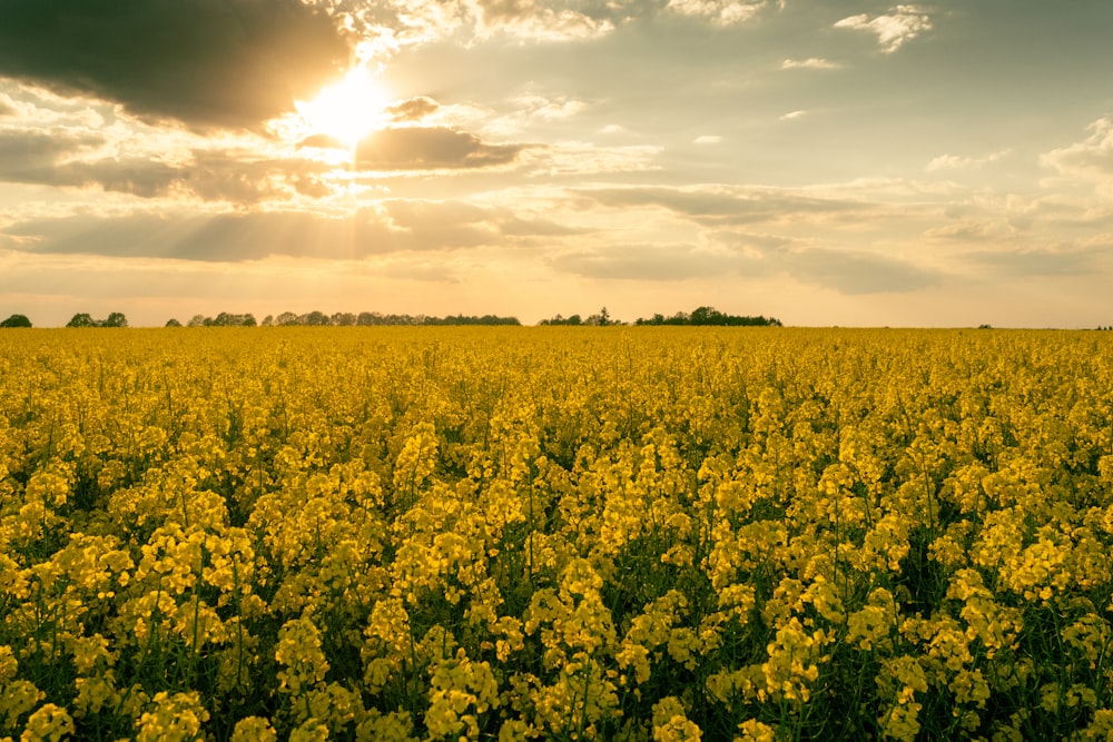 a field full of yellow flowers under a cloudy sky