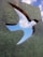 A metal sculpture features a bird-shaped cutout that reveals a clear blue sky with fluffy white clouds. The surface of the sculpture has a textured green appearance, contrasting with the bright sky seen through the cutout.