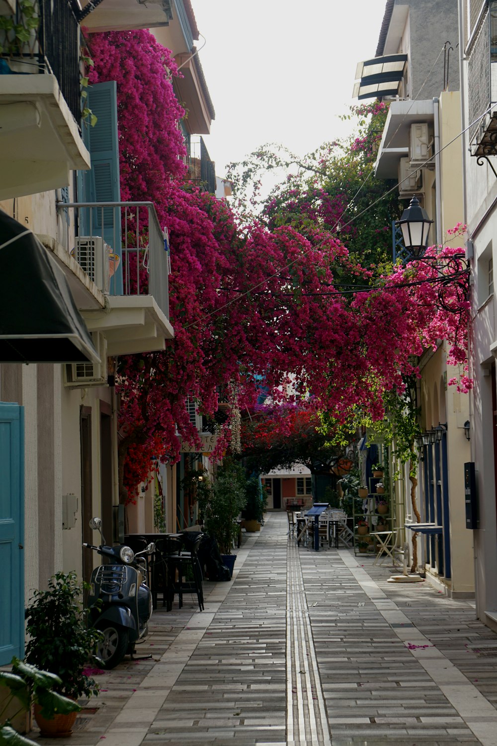 Una strada fiancheggiata da edifici e alberi con fiori rosa