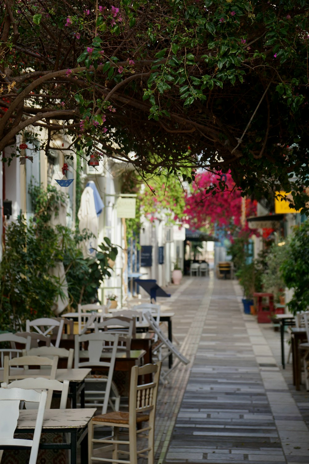 a row of tables and chairs under a tree