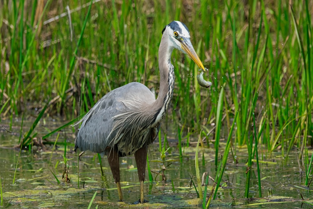 a bird with a fish in it's mouth standing in some water