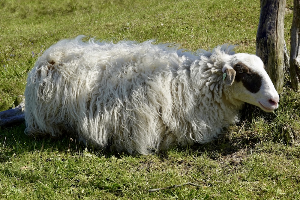 Un mouton couché dans l'herbe à côté d'un arbre photo – Photo Mouton  Gratuite sur Unsplash