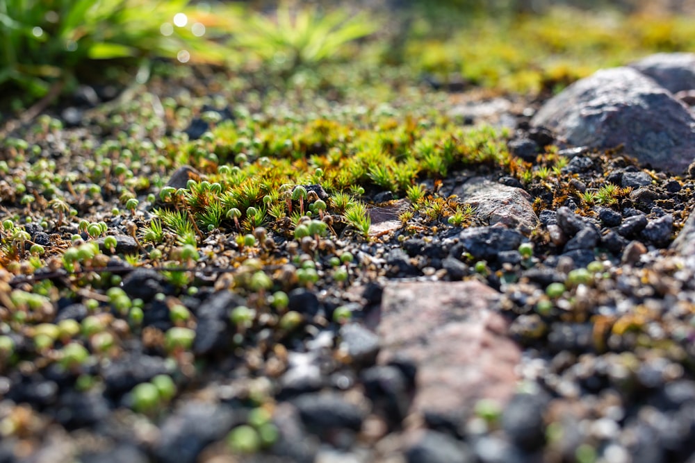 a close up of a patch of grass and rocks