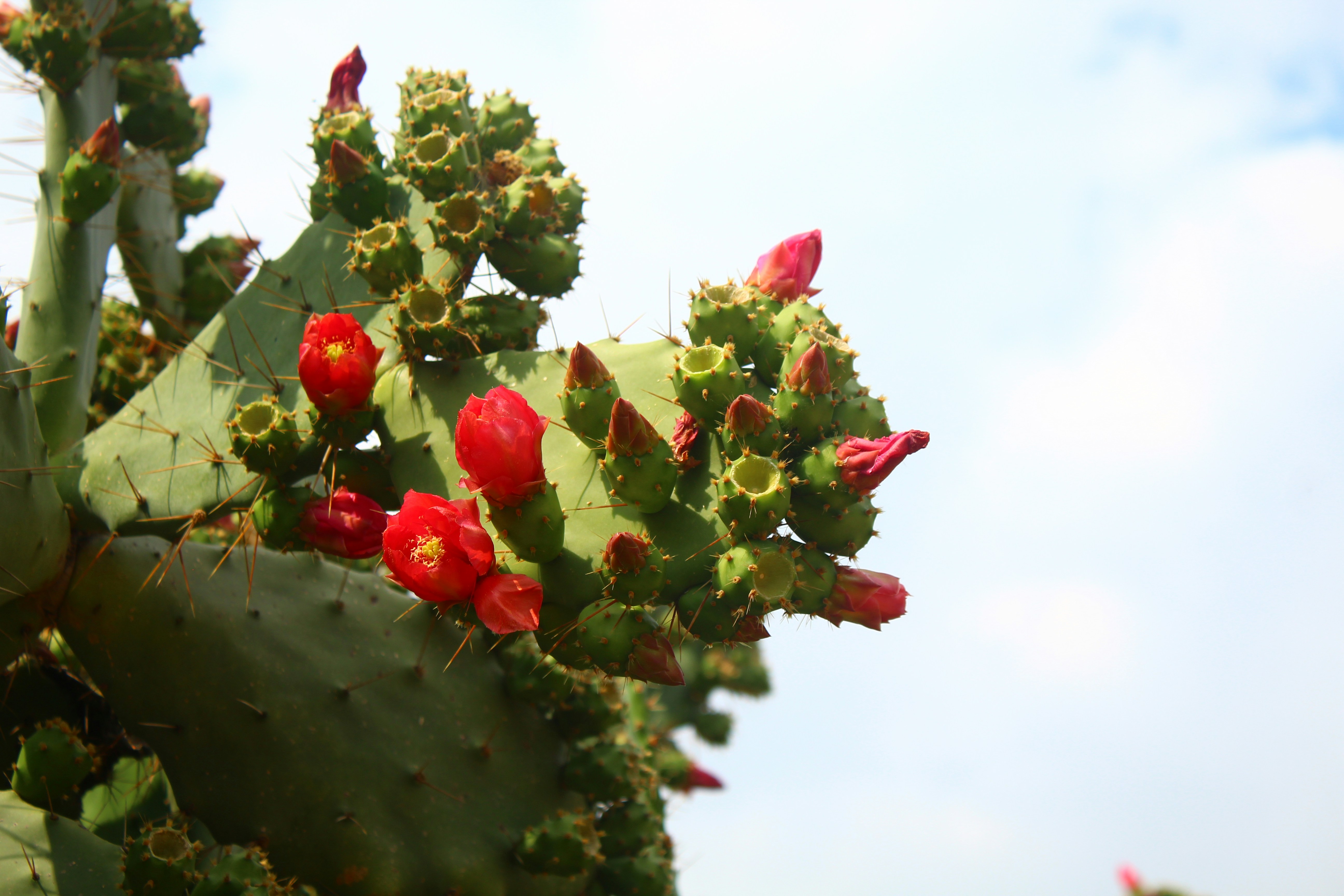 How to Grow Spineless Opuntia Cactus and Optimal Watering Schedule