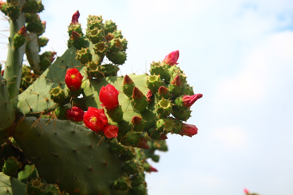 a close up of a cactus with red flowers