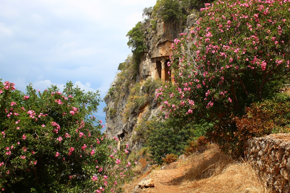 pink flowers growing on the side of a cliff