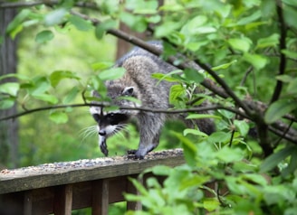 A raccoon is walking along a wooden railing in a lush, green environment. The animal is surrounded by leafy branches and appears to be navigating carefully.
