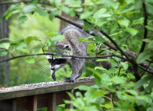 A raccoon is walking along a wooden railing in a lush, green environment. The animal is surrounded by leafy branches and appears to be navigating carefully.