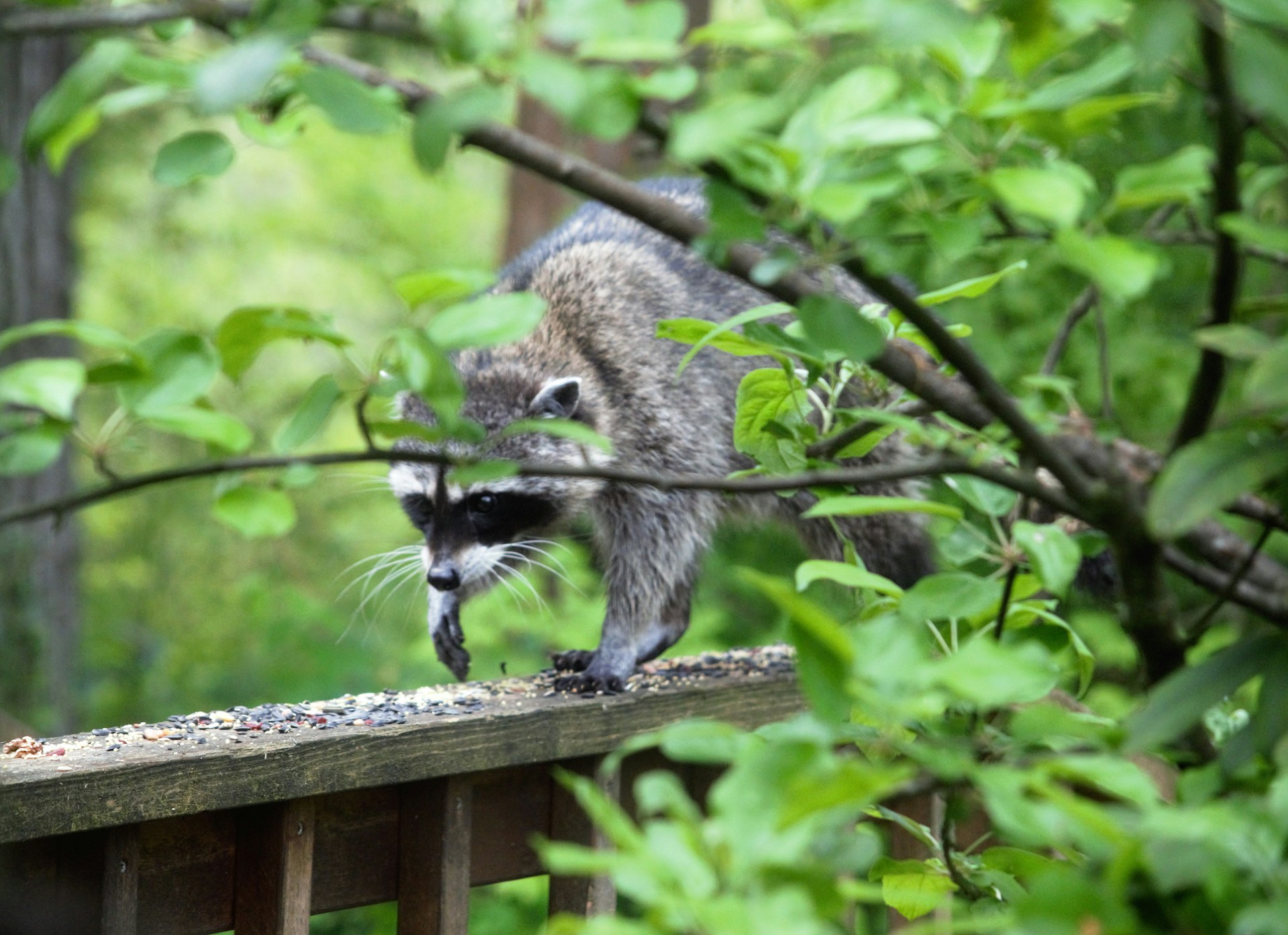 black and white bed linen