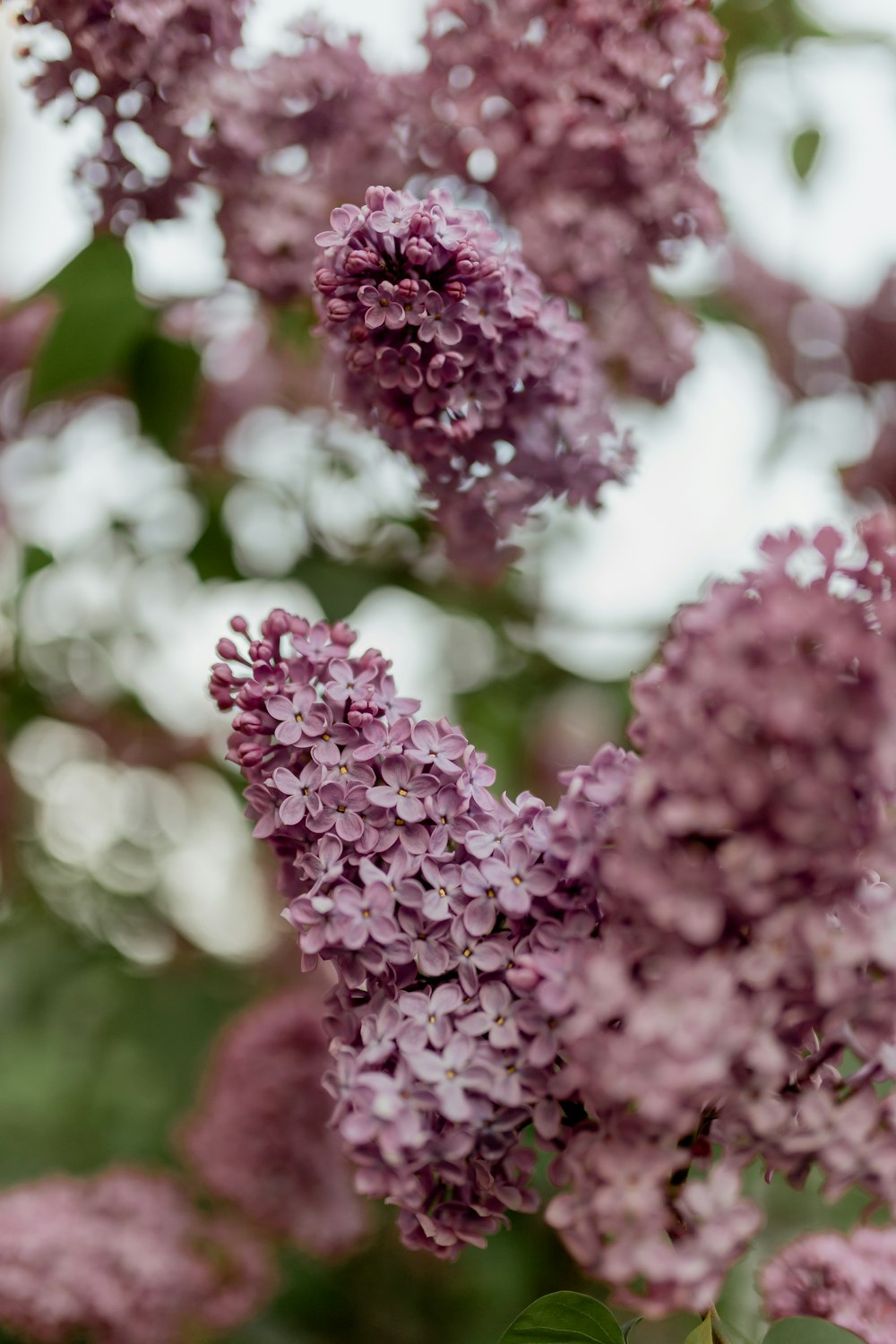 a close up of a bunch of purple flowers