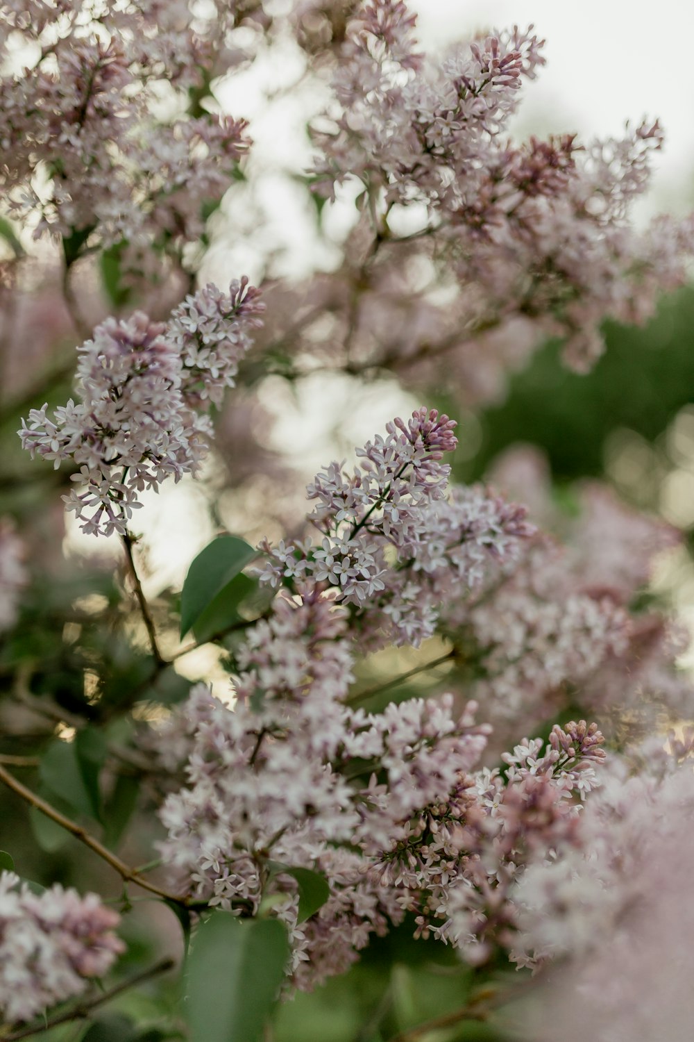 a bunch of flowers that are on a tree