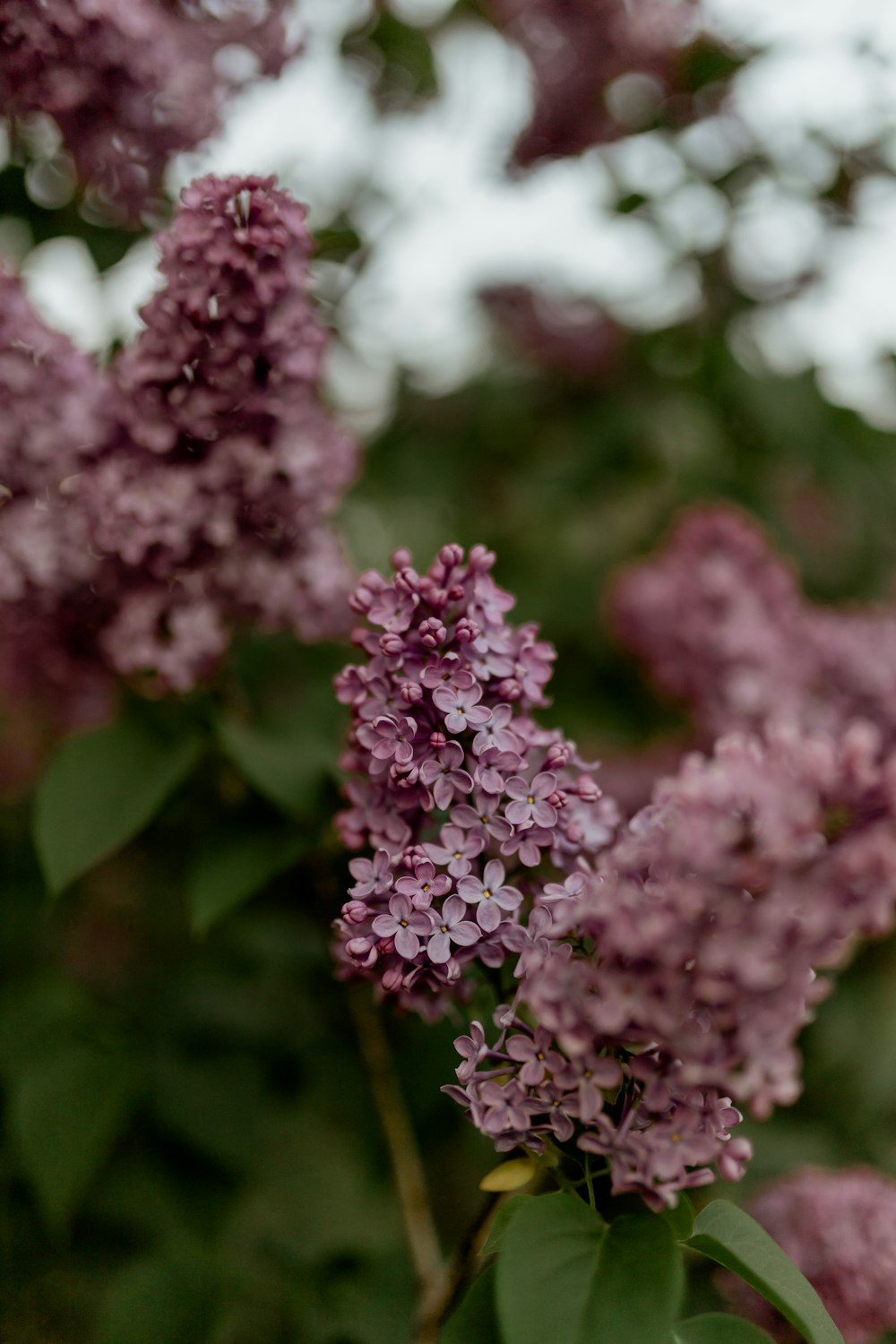 a close up of a bunch of purple flowers