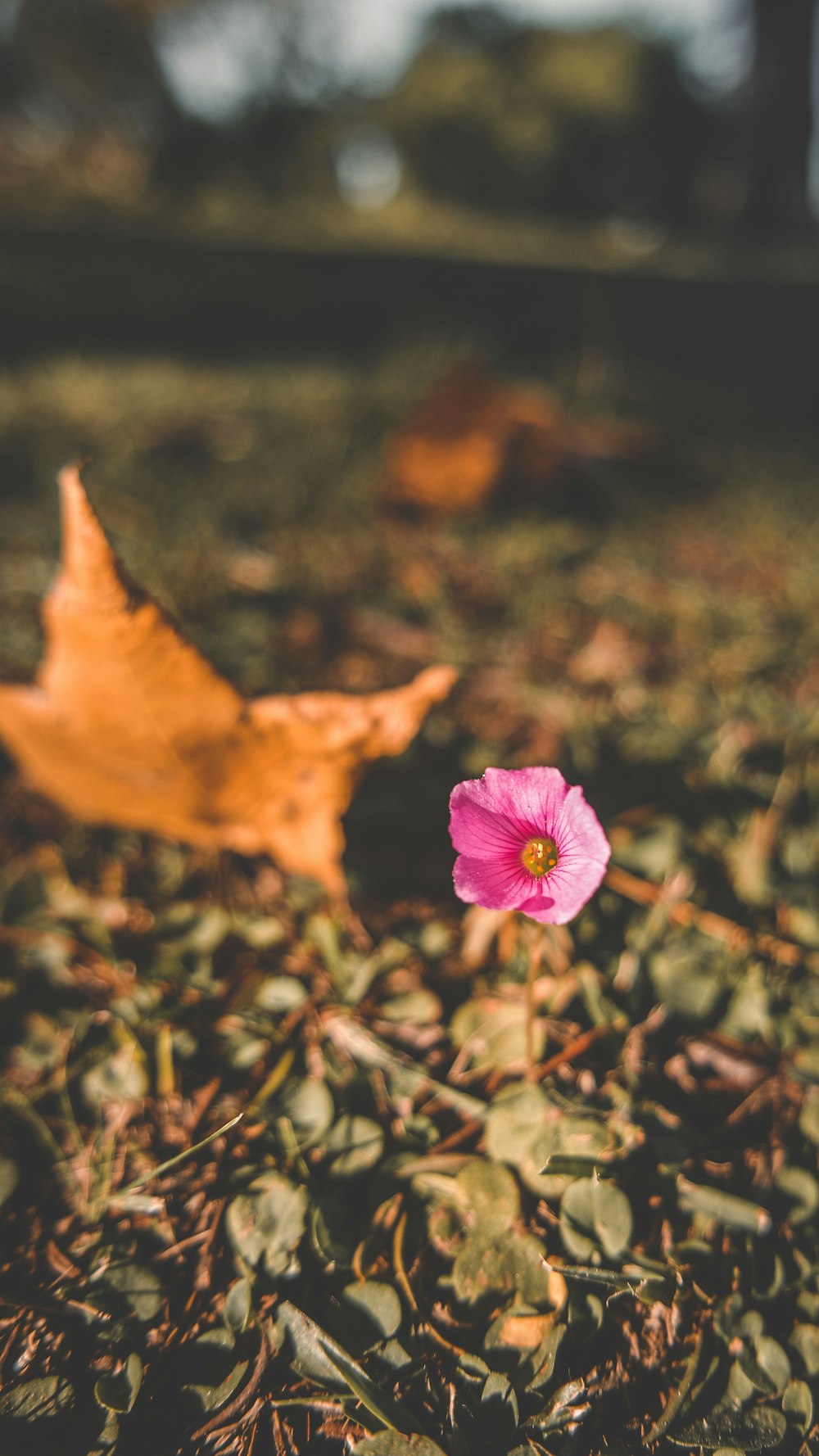 a pink flower sitting on top of a leaf covered ground