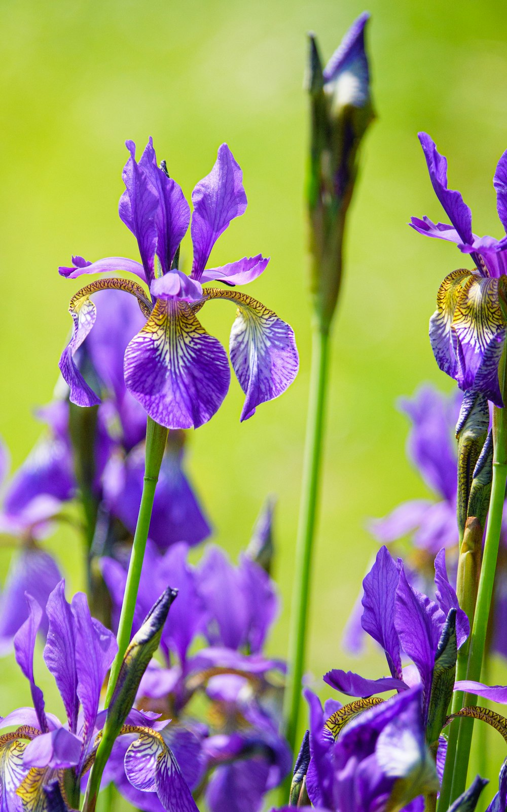 a bunch of purple flowers that are in the grass