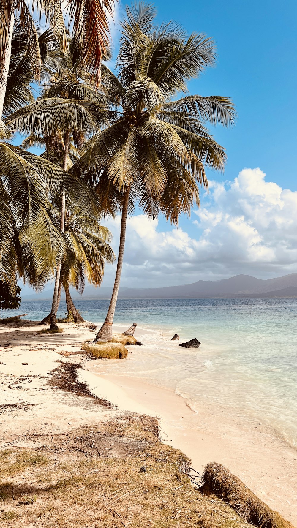 uma praia de areia com palmeiras na costa