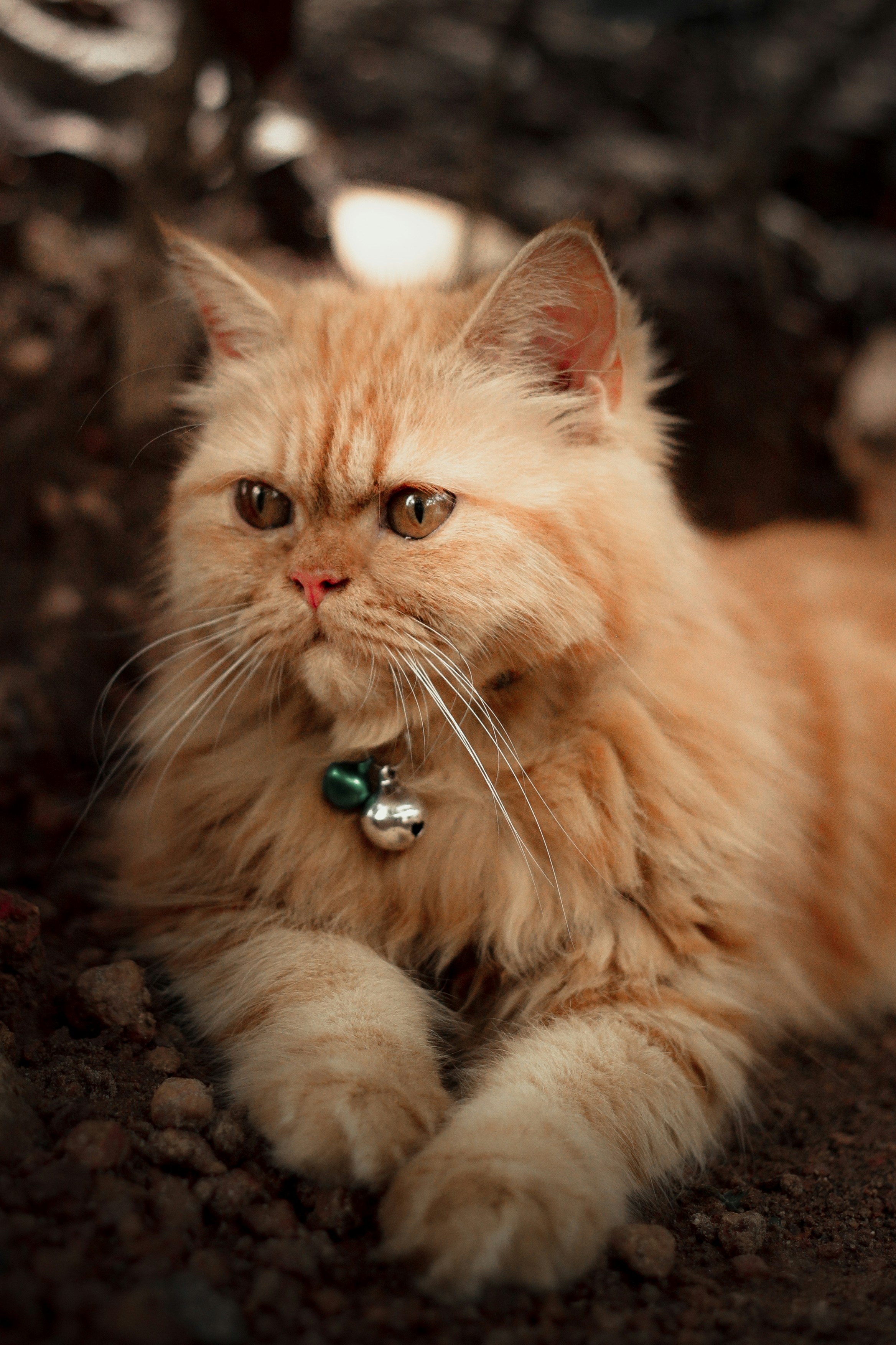 Photo by arununnikrishnan