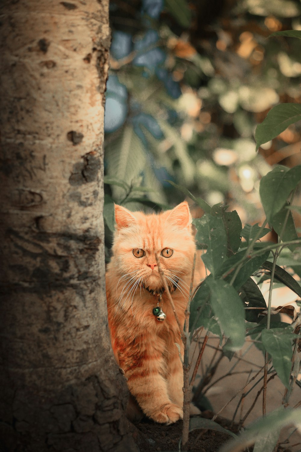 an orange cat standing on top of a tree
