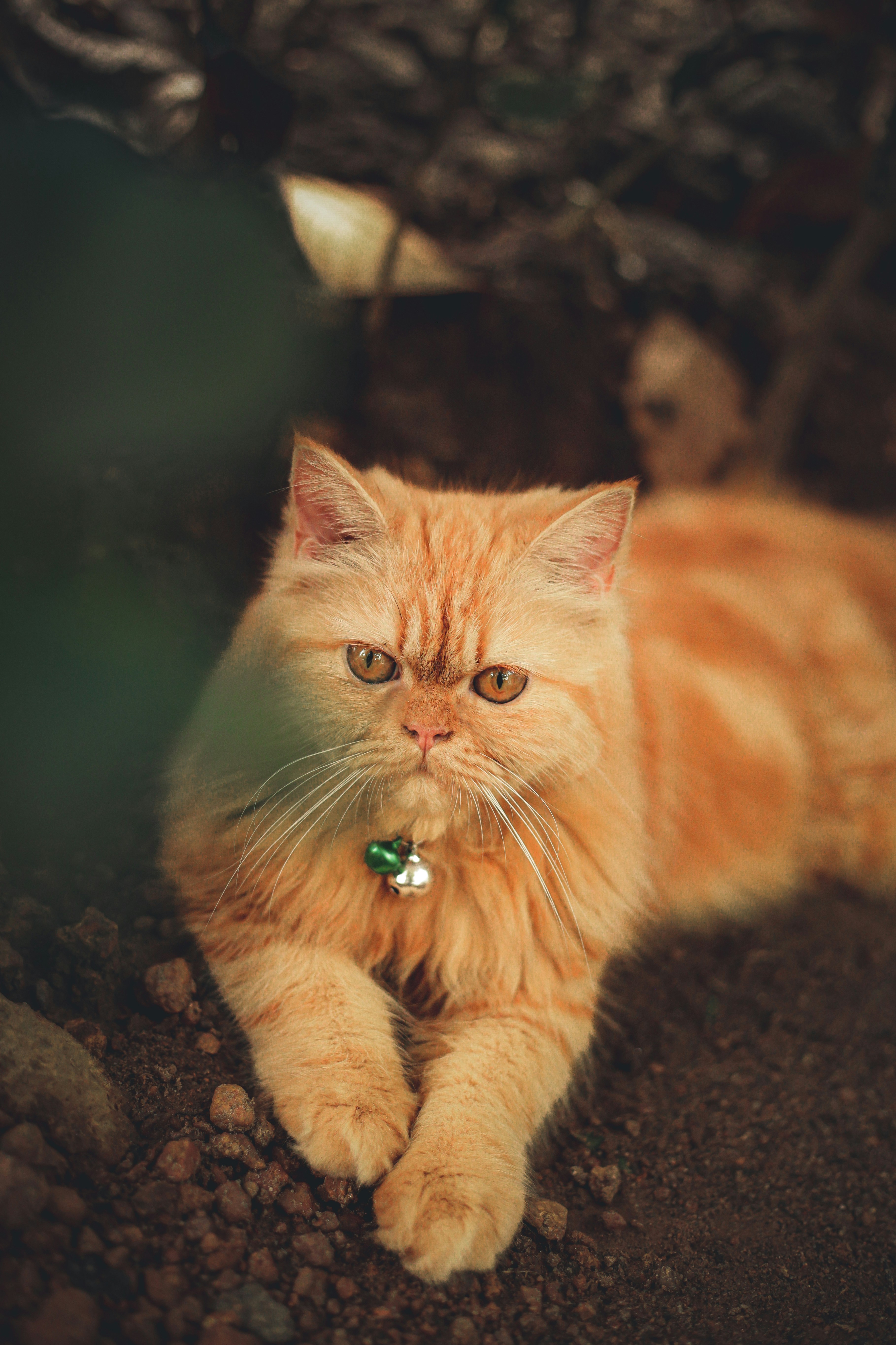 Photo by arununnikrishnan