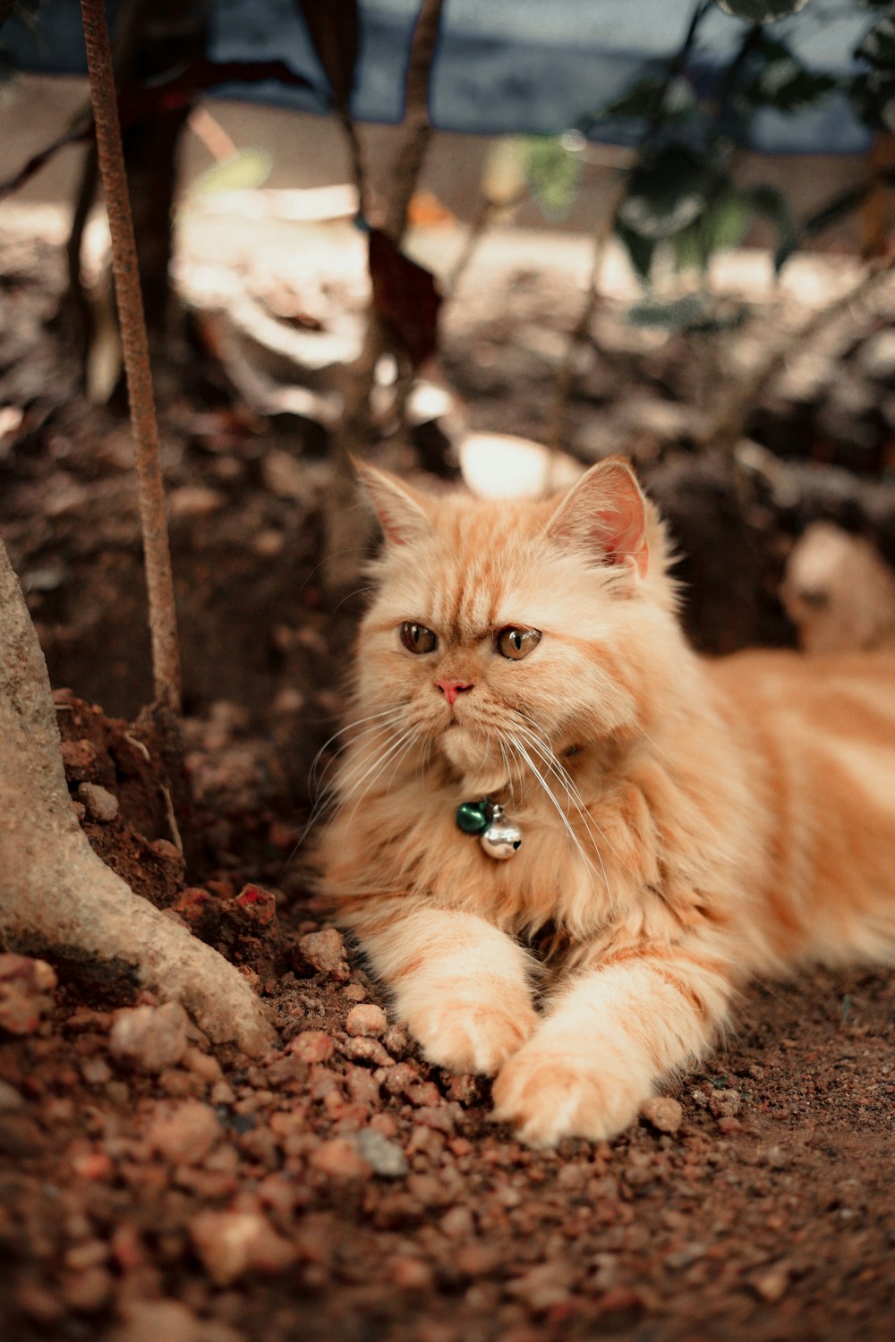 an orange cat laying on the ground next to a tree