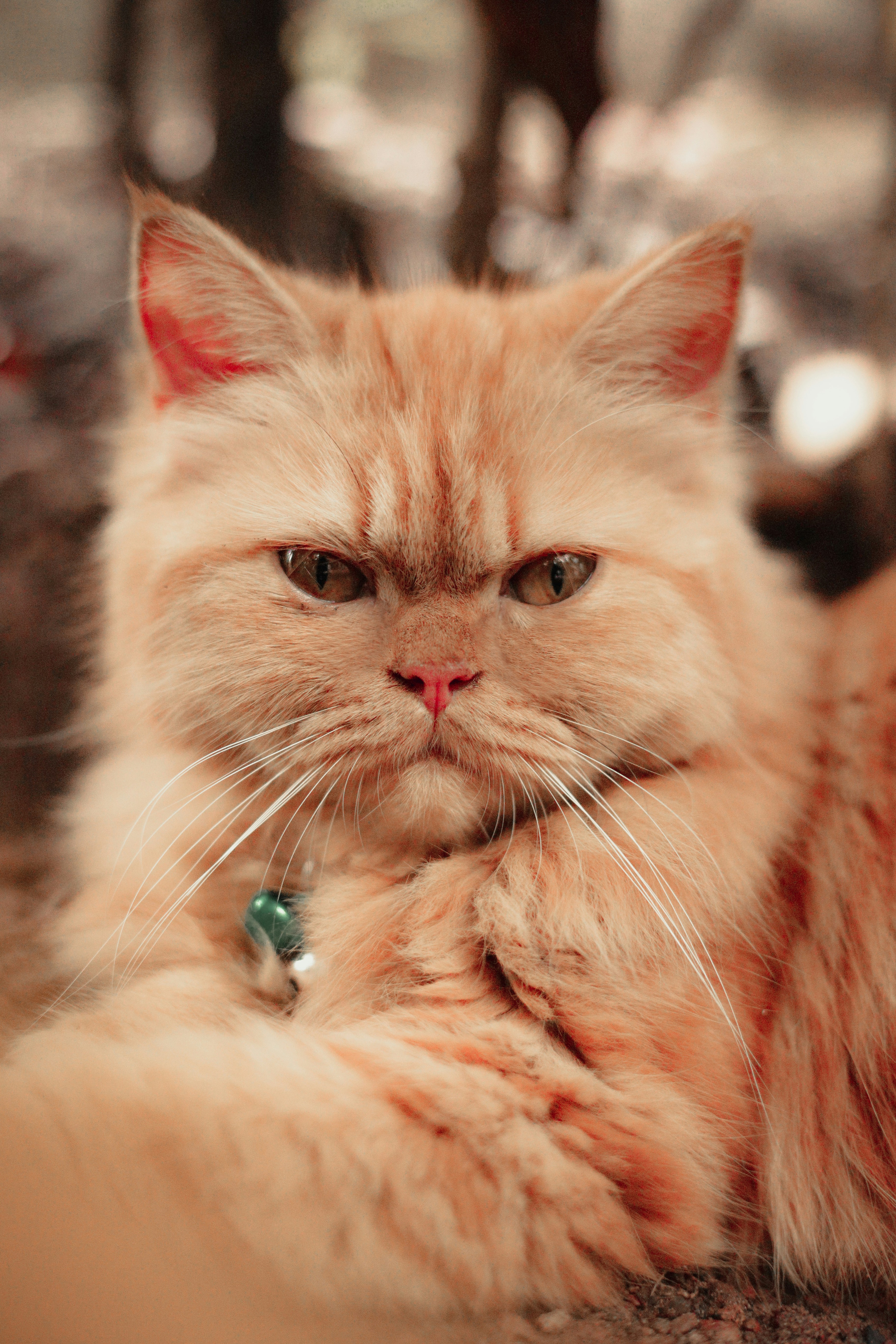 Photo by arununnikrishnan