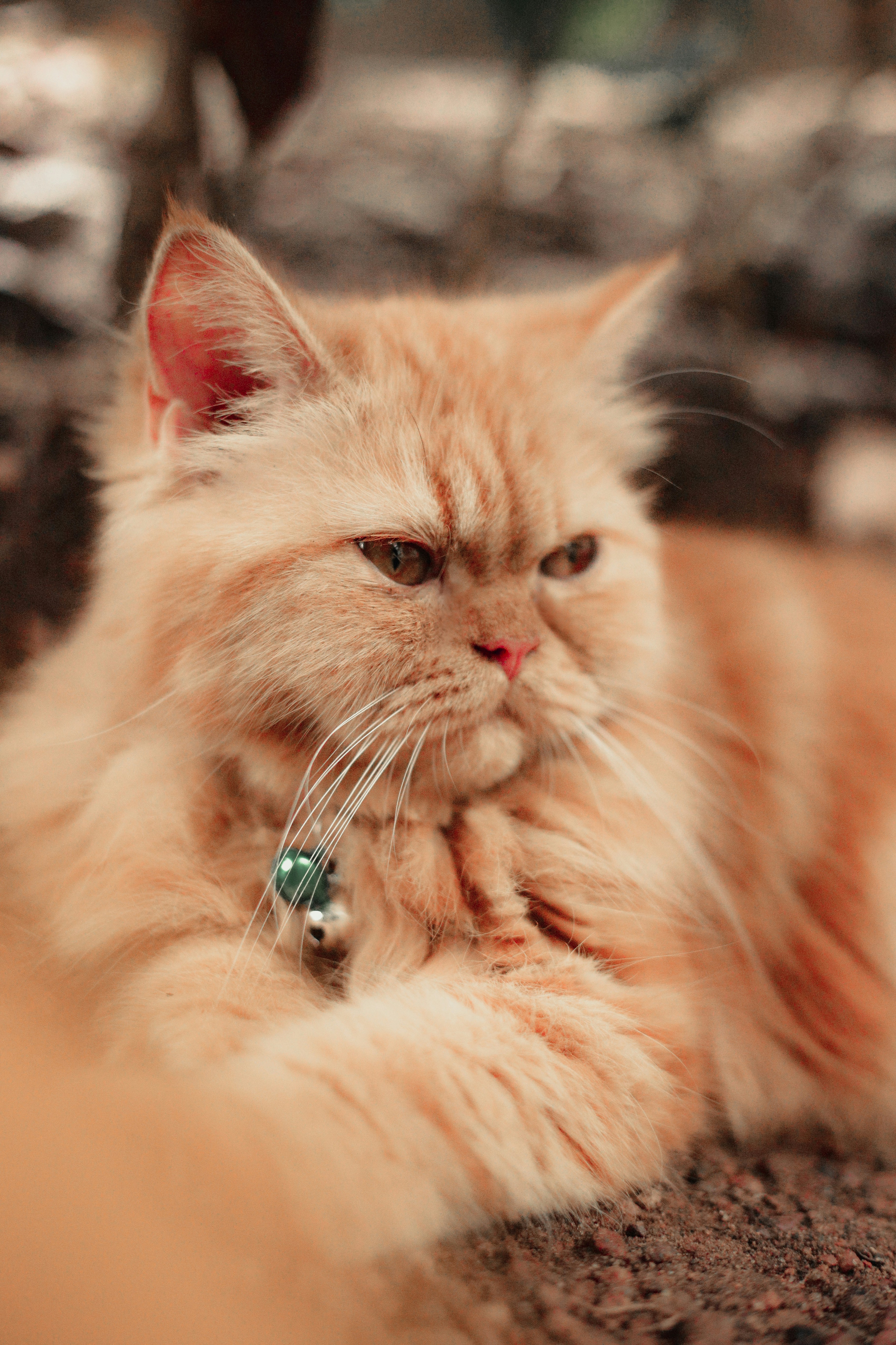 Photo by arununnikrishnan