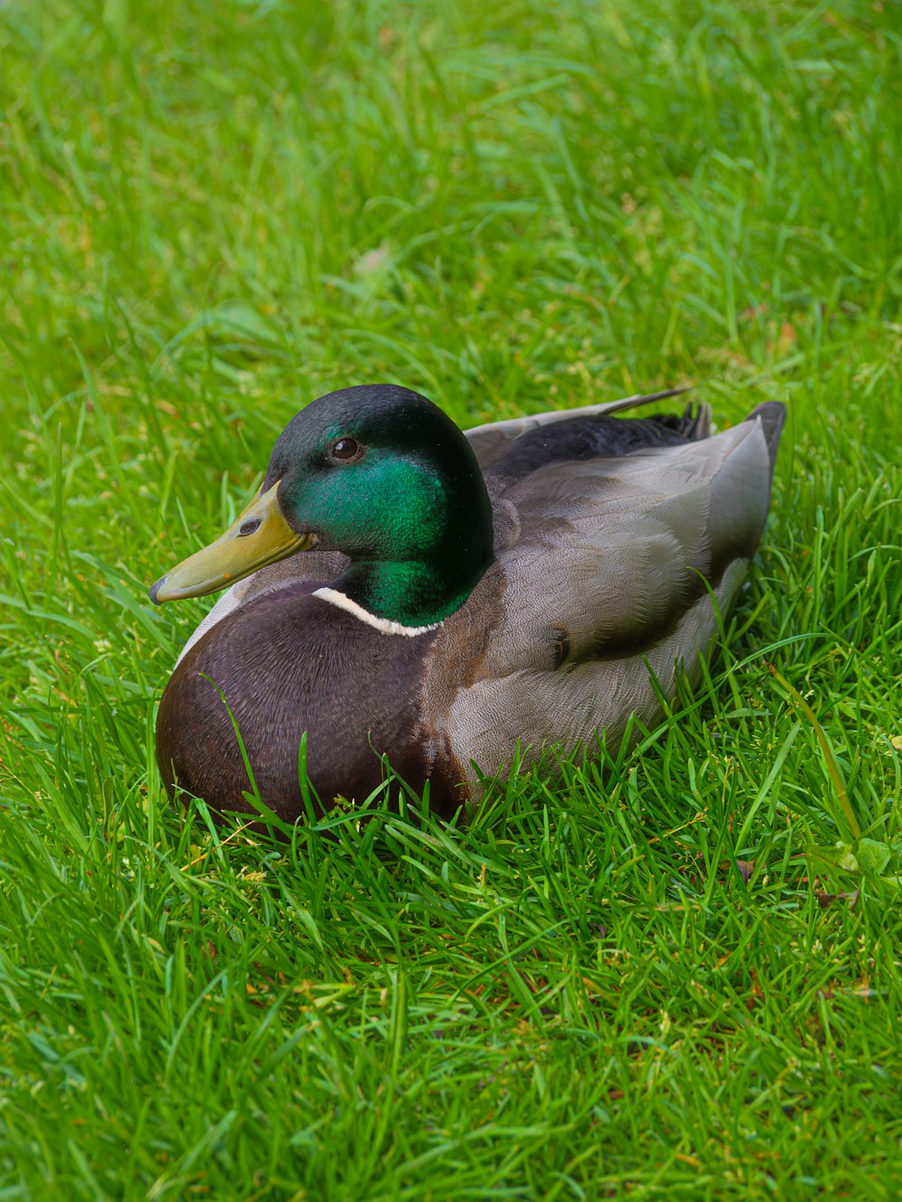 a duck sitting on top of a lush green field