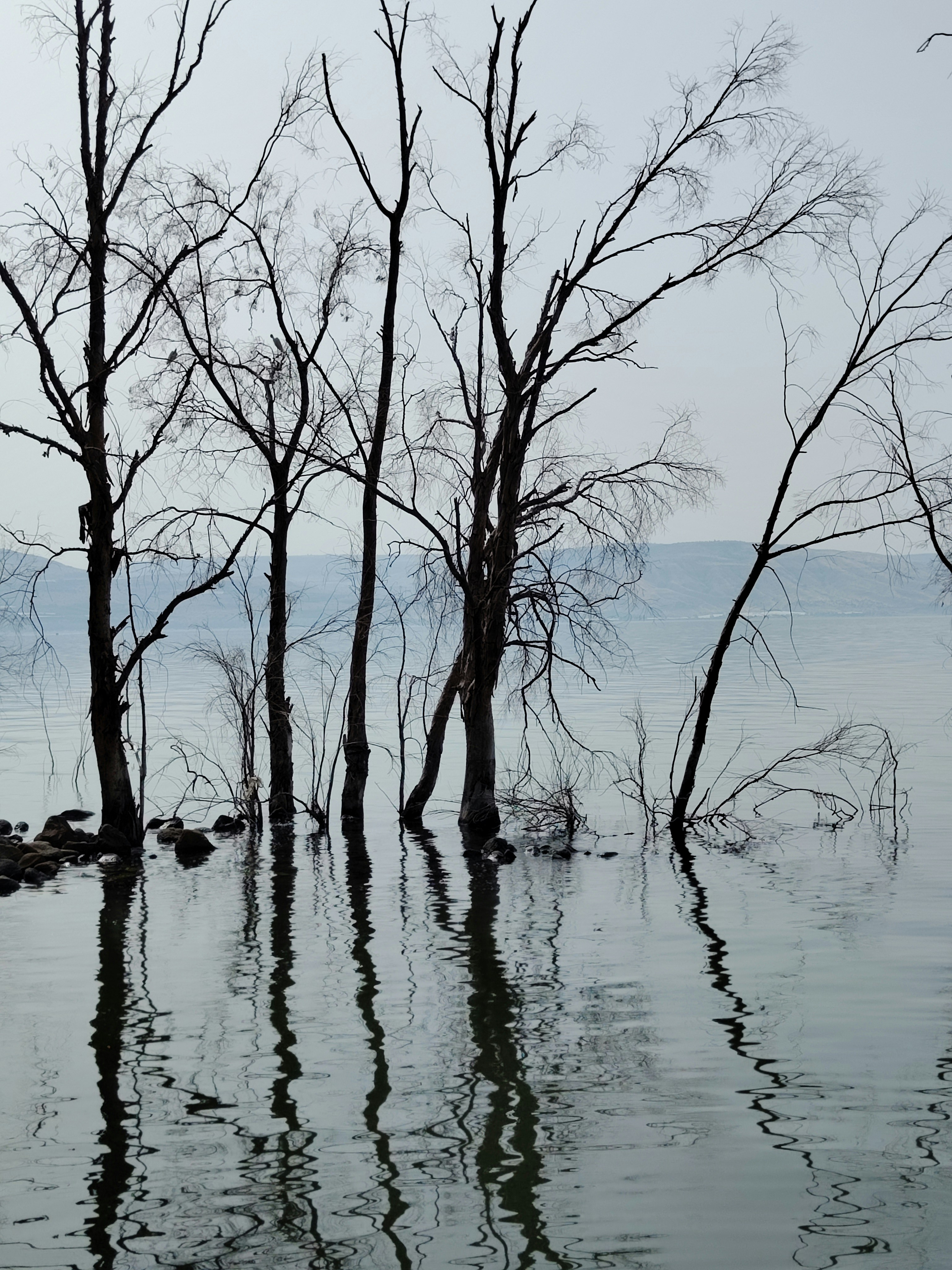 a couple of trees that are in the water