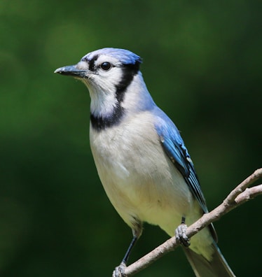 Close-up of a vibrant blue jay perched on a volunteer’s gloved hand.