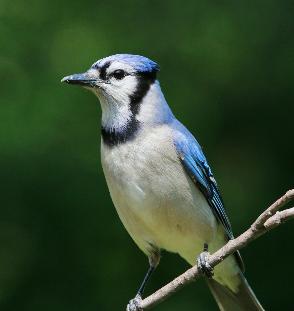 a blue and white bird perched on a tree branch