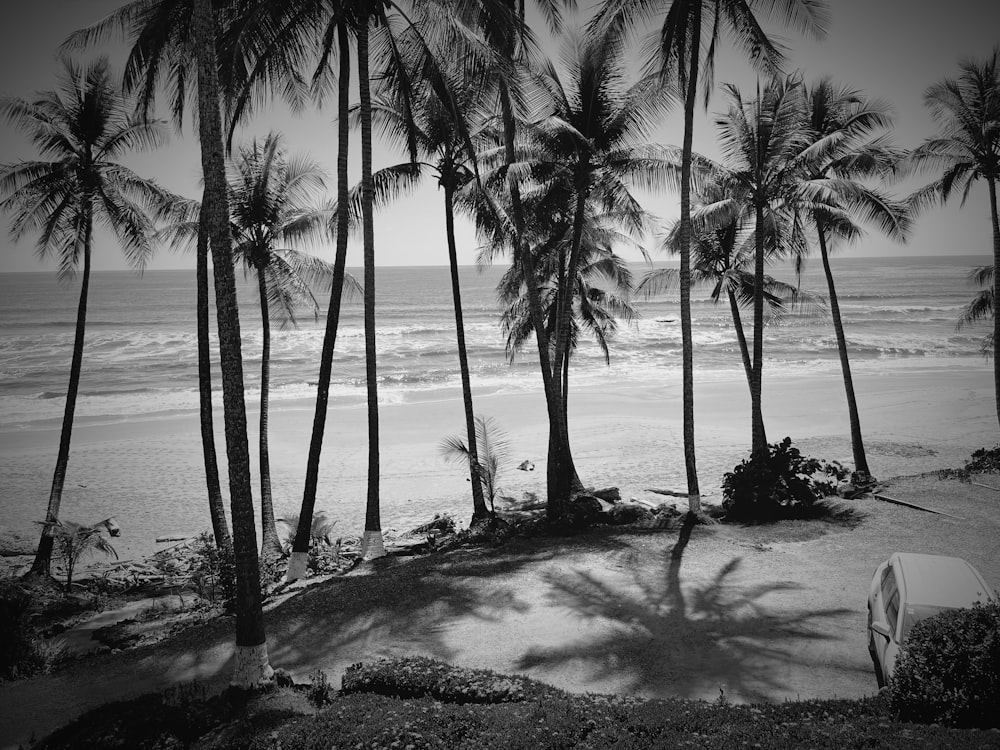 a black and white photo of a beach with palm trees