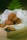A small box contains several chocolate truffles dusted with cocoa powder, resting on a bed of white fabric. A cinnamon stick is tied with a string, adding a rustic touch. There are green fern leaves in the background providing a natural, earthy ambiance.