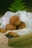 A small box contains several chocolate truffles dusted with cocoa powder, resting on a bed of white fabric. A cinnamon stick is tied with a string, adding a rustic touch. There are green fern leaves in the background providing a natural, earthy ambiance.