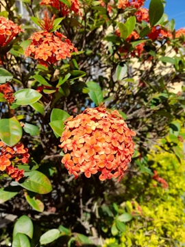 Cluster of small, vibrant orange orchids on a green stem.