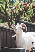 A white goat with large curved horns is standing near a wooden fence in a natural, leafy environment. The background is green and lush with trees and other foliage.