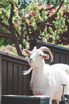 A white goat with large curved horns is standing near a wooden fence in a natural, leafy environment. The background is green and lush with trees and other foliage.