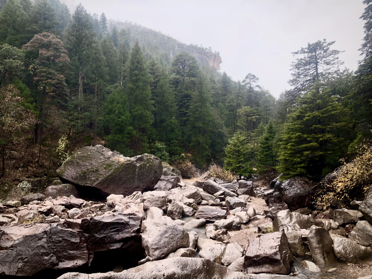 A boulder-filled riverbed under pine forest and low cloud near Urique