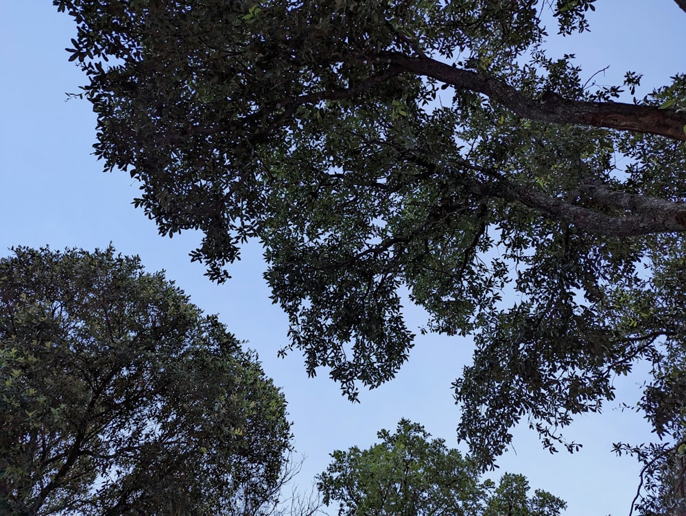 a bird is perched on a tree branch