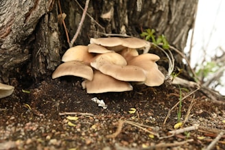 A cluster of light tan mushrooms grows at the base of a tree trunk, surrounded by dark soil and scattered leaves. The mushrooms have wide caps and appear healthy and natural in a woodland environment.