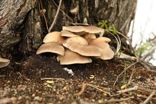 A cluster of light tan mushrooms grows at the base of a tree trunk, surrounded by dark soil and scattered leaves. The mushrooms have wide caps and appear healthy and natural in a woodland environment.