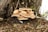 A cluster of light tan mushrooms grows at the base of a tree trunk, surrounded by dark soil and scattered leaves. The mushrooms have wide caps and appear healthy and natural in a woodland environment.