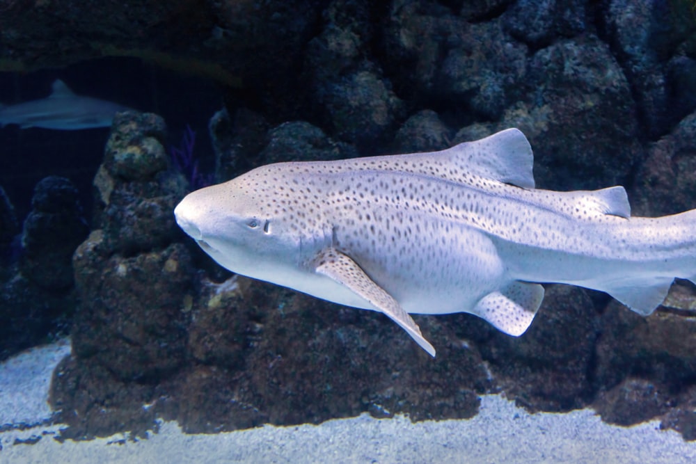a large white fish swimming in an aquarium